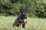 BERGER ALLEMAND 1237